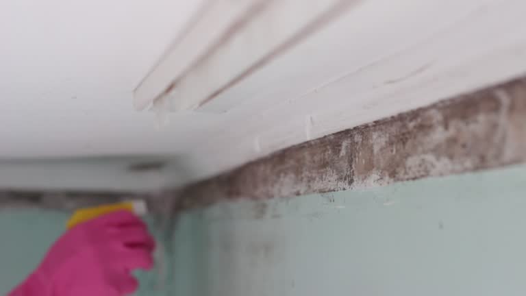 Best Attic Mold Removal  in Moorestown Lenola, NJ